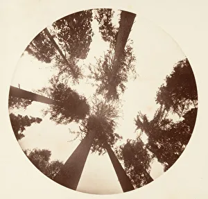 Calaveras County Gallery: Looking up Among the Sugar Pines - Calaveras Grove, ca. 1878