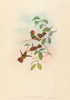 Lophornas reginae (Spangled Coquette). Creators: John Gould, Henry Constantine Richter Lophornas reginae (Spangled Coquette). Creators: John Gould, Henry Constantine Richter