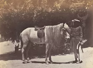 Canning Lord Gallery: Lord Cannings Hill Pony, 1858-61. Creator: Unknown