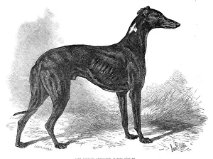 Greenaway John Prints: Lord Lurgan's greyhound, Master M'Grath, 1871. Creator: John Greenaway