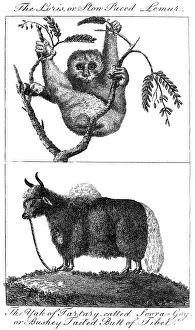 Tethered Prints: A loris and a yak, 1799
