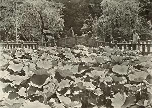 Macmillan And Co Gallery: A Lotus Pond, 1910. Creator: Herbert Ponting