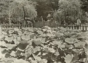 Macmillan And Co Gallery: A Lotus Pond, 1910. Creator: Herbert Ponting