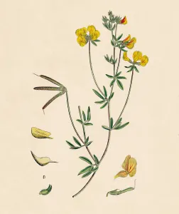 Hairy Prints: Lotus tenius. Slender Bird s-foot Trefoil, 19th Century