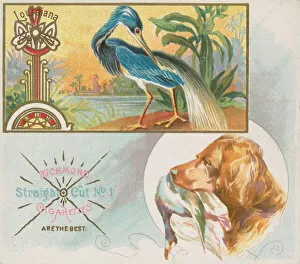 Images Dated 6th November 2020: Louisiana Heron, from the Game Birds series (N40) for Allen & Ginter Cigarettes