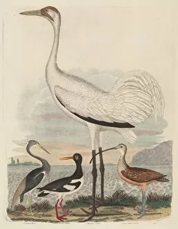 Alexander I Wilson Gallery: Louisiana Heron, Pied Oyster-catcher, Hooping Crane, and Long-billed Curlew