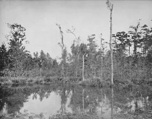Undergrowth Prints: A Louisiana Swamp, c1897. Creator: Unknown