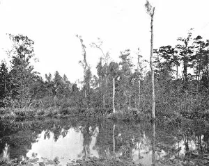 A Louisiana swamp, USA, c1900. Creator: Unknown