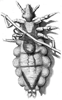 Microscopy Prints: Louse clinging to a human hair, 1665
