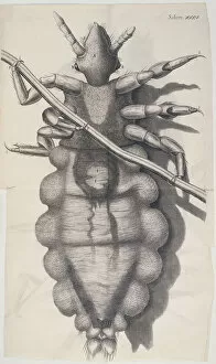 Louse clinging to a human hair in Hookes Micrographia, 1665