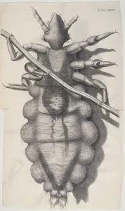 Microscopy Prints: Louse clinging to a human hair in Hookes Micrographia, 1665