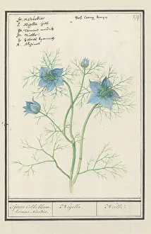 Love-in-a-mist (Nigella Damascena, Damselfly-in-green), 1596-1610. Creators: Anselmus de Boodt, Elias Verhulst
