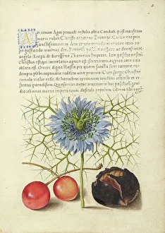 Chestnut Prints: Love-in-a-Mist, Sweet Cherry, and Spanish Chestnut