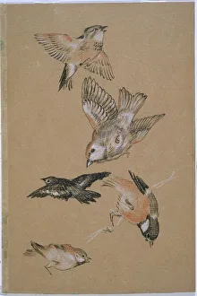 Songbird Prints: Love leading the Pilgrim - Study of Birds: Finches