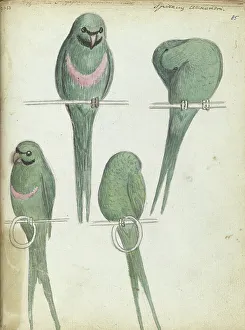 Ceylon Sri Lanka Prints: Lovebirds, 1785-1786. Creator: Jan Brandes