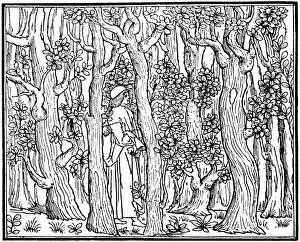 The Lover in the Wood, 1499 (1964)