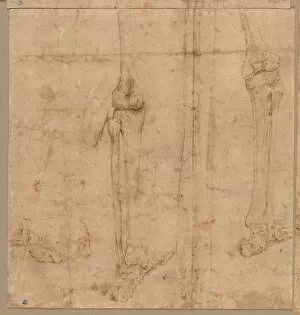 Lower Half of Skeleton from the Back, early 1540s. Creator: Battista Franco (Italian, c
