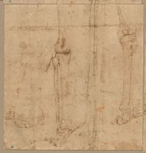 Battista Franco Prints: Lower Half of Skeleton from the Back, early 1540s. Creator: Battista Franco (Italian, c