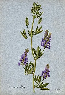 Diuretic Prints: Lucerne or alfalfa plant (Medicago sativa): flowering stem, 1904. Creator: Unknown