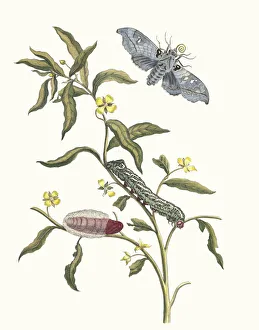 Plant Science Prints: Ludwigia octovalvis. From the Book Metamorphosis insectorum Surinamensium, 1705