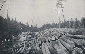 Timber Yard Prints: Lumbering, 1924