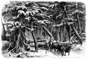 Woodman Prints: Lumbering in New Brunswick - Lumbermen at Work in the Forest, 1858. Creator: Unknown