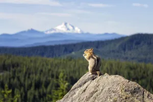 Distant Collection: Lunch with a View. Creator: Joshua Johnston