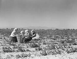 Peas Collection: Lunchtime in the pea fields with camp in background, near Calipatria, California, 1939