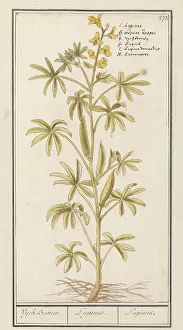 Deck Paint Prints: Lupin (Lupinus), 1596-1610. Creators: Anselmus de Boodt, Elias Verhulst