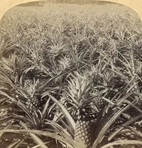 Ananas Sativus Prints: Where the Luscious Pineapple Grows, Florida, U. S. A. 1895. Creator: Strohmeyer & Wyman