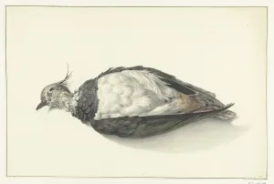 Dead Animal Prints: Lying dead lapwing, 1827. Creator: Jean Bernard