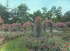 Bower Prints: Lyndhurst, Finley Johnson Shepard house