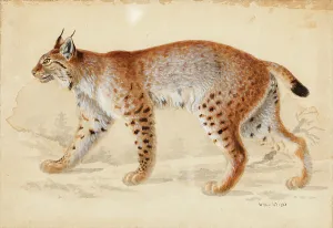 Predator Prints: Lynx, 1830-1870. Creator: Wilhelm von Wright
