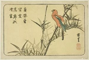 Parrot Collection: Macaw and bamboo, n.d. Creator: Ando Hiroshige