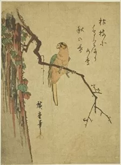 Parrot Collection: Macaw on ivy-covered tree, 1830s. Creator: Ando Hiroshige