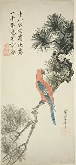 Parrot Collection: Macaw on a pine branch, c. 1835. Creator: Ando Hiroshige