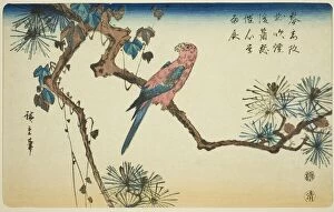 Hiroshige Ichiyusai Collection: Macaw on pine branch, c. 1840/44. Creator: Ando Hiroshige