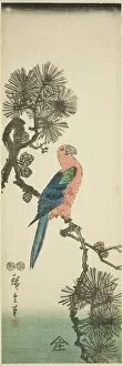 Parrot Collection: Macaw on pine branch, c. 1847/52. Creator: Ando Hiroshige
