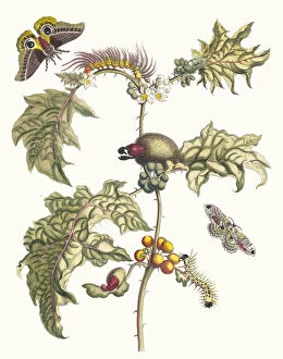 Botanical Illustration Gallery: Maccai. From the Book Metamorphosis insectorum Surinamensium, 1705