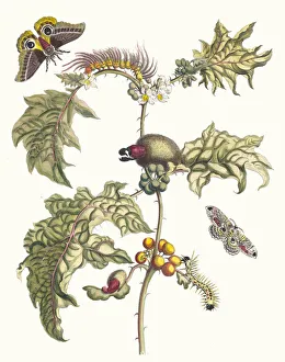 Plant Science Prints: Maccai. From the Book Metamorphosis insectorum Surinamensium, 1705