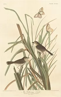 MacGillivrays Finch, 1837. Creator: Robert Havell
