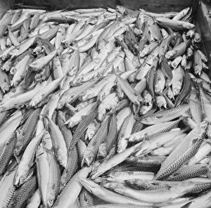 Catch Prints: Mackerel catch, Gloucester, Massachusetts, 1943. Creator: Gordon Parks