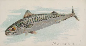 Mackerel, from the Fish from American Waters series (N8) for Allen &