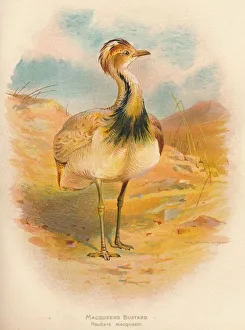 Macqueens Bustard (Houbara macqueeni), 1900, (1900). Artist: Charles Whymper