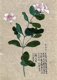 Diabetes Prints: Madagascar periwinkle (Catharanthus roseus): flowering stem with separate flower