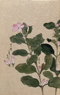 Madagascar periwinkle (Catharanthus roseus): flowering stem with separate flowers. Creator: Unknown