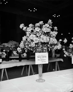 Indianapolis Indiana Usa Prints: Madame Chatenay roses, American Carnation Society Exhibition