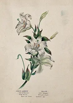 Cough Medicine Prints: Madonna lily or bourbon lily (Lilium candidum): flowering stem, (c1850?). Creator: Unknown