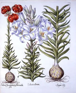 Madonna Lily and Bulb, Red Martagon of Constantinople, from Hortus Eystettensis Madonna Lily and Bulb, Red Martagon of Constantinople, from Hortus Eystettensis