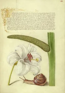 Lilium Prints: Madonna Lily, Terrestrial Mollusk